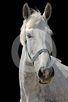 A portrait of grey horse isolated on black