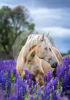 Portrait of a grey horse among lupine flowers.