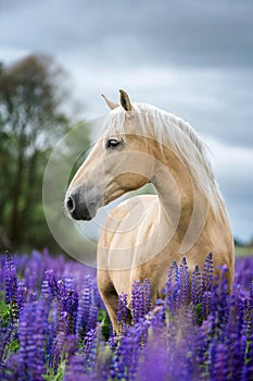 Portrait of a grey horse among lupine flowers.