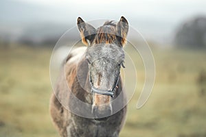 Portrait grey horse on pasture