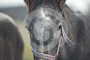 Portrait grey horse on pasture