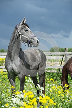 Portrait of grey horse posing in yellow blossom pasture against dramatic sky