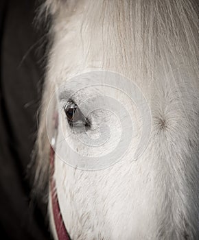 Portrait of grey horse`s eye