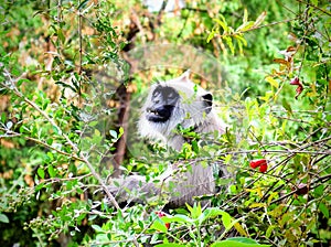 Portrait of a grey langur sleeping in a bush