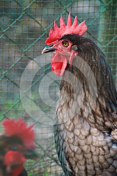 Portrait of grey maran rooster