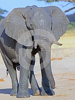 Portrait of a grey mud covered bull elephant in Hwange