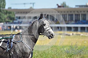 Portrait of a grey Orlov horse in motion on hippodrome