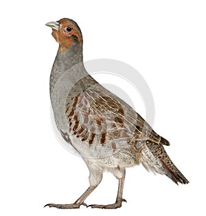 Portrait of Grey Partridge