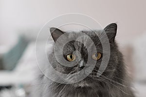 Portrait of a grey persian cat with yellow eyes