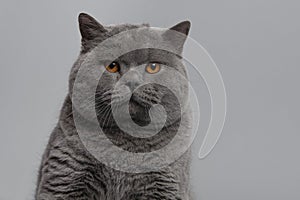 Portrait of a grey purebred british shorthair cat with orange eyes looking at the camera on a grey background
