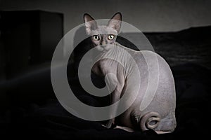 Portrait of a grey sphynx cat