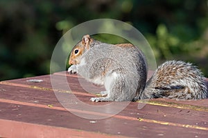 Grey squirrel sciurus carolinensis
