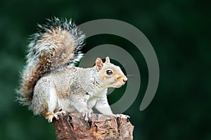 Portrait of a grey squirrel standing on a tree stump