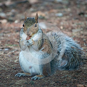 Portrait of a Grey Squirrell eating photo