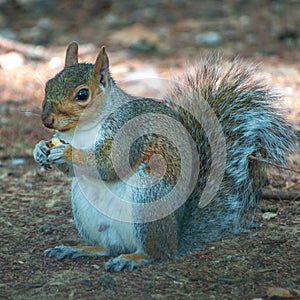 Portrait of a Grey Squirrell eating photo