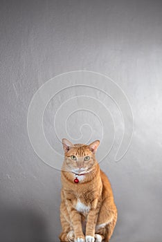 Portrait of  grey striped cat