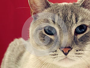Portrait of a Grey Tabby Cat
