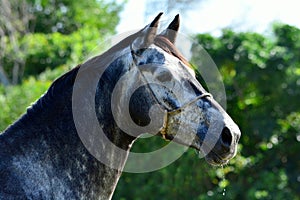 Portrait of grey warmblood horse