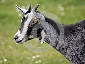 Portrait of grey and white goat