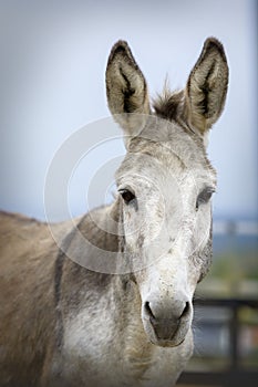 Portrait of a grey and white adorable cute donkey