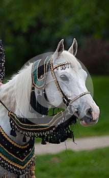 Portrait of grey or White Arabian horse in traditional costume