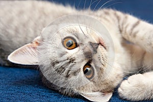 Portrait of grey white little British cat with orange eyes