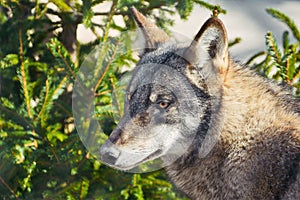 Portrait of Grey Wolf
