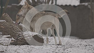 Portrait of a grey wolf Canis Lupus in winter, close-up of a predator. 4K slow motion, ProRes 422, ungraded C-LOG 10 bit