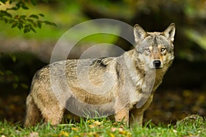 Portrait of Grey Wolf in the forest