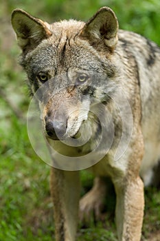 Portrait of Grey Wolf in the forest