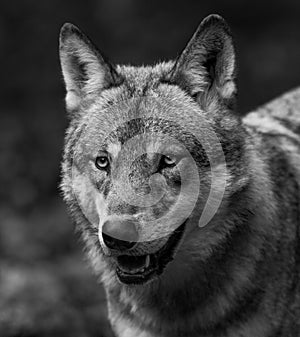Portrait of Grey wolf in the forest