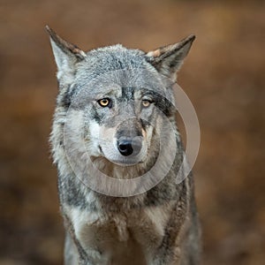 Portrait of grey wolf in the forest