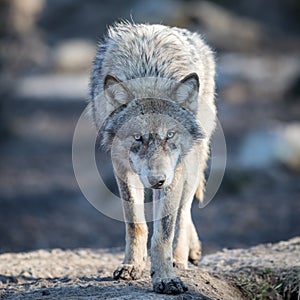 Portrait of grey wolf in the forest