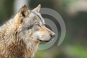 Portrait of grey wolf in the forest