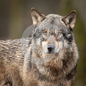 Portrait of grey wolf in the forest