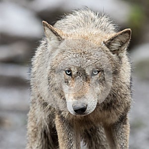 Portrait of grey wolf in the forest