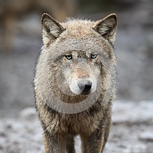 Portrait of grey wolf in the forest