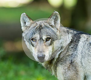 Portrait of grey wolf in the forest