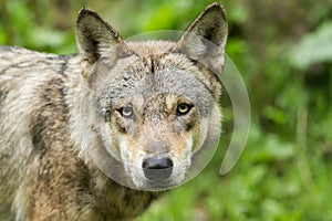 Portrait of grey wolf in the forest