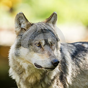 Portrait of grey wolf in the forest