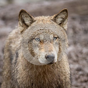 Portrait of grey wolf in the forest