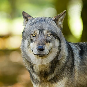 Portrait of grey wolf in the forest