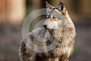 Portrait of grey wolf in the forest