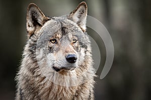 Portrait of grey wolf in the forest