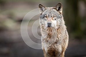 Portrait of grey wolf in the forest