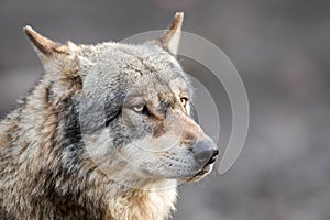 Portrait of grey wolf in the forest