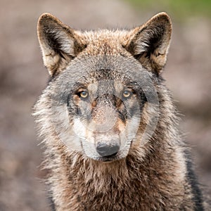 Portrait of grey wolf in the forest