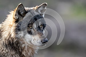 Portrait of grey wolf in the forest