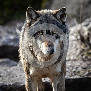 Portrait of grey wolf in the forest