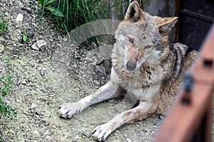 Portrait of grey wolf in the forest